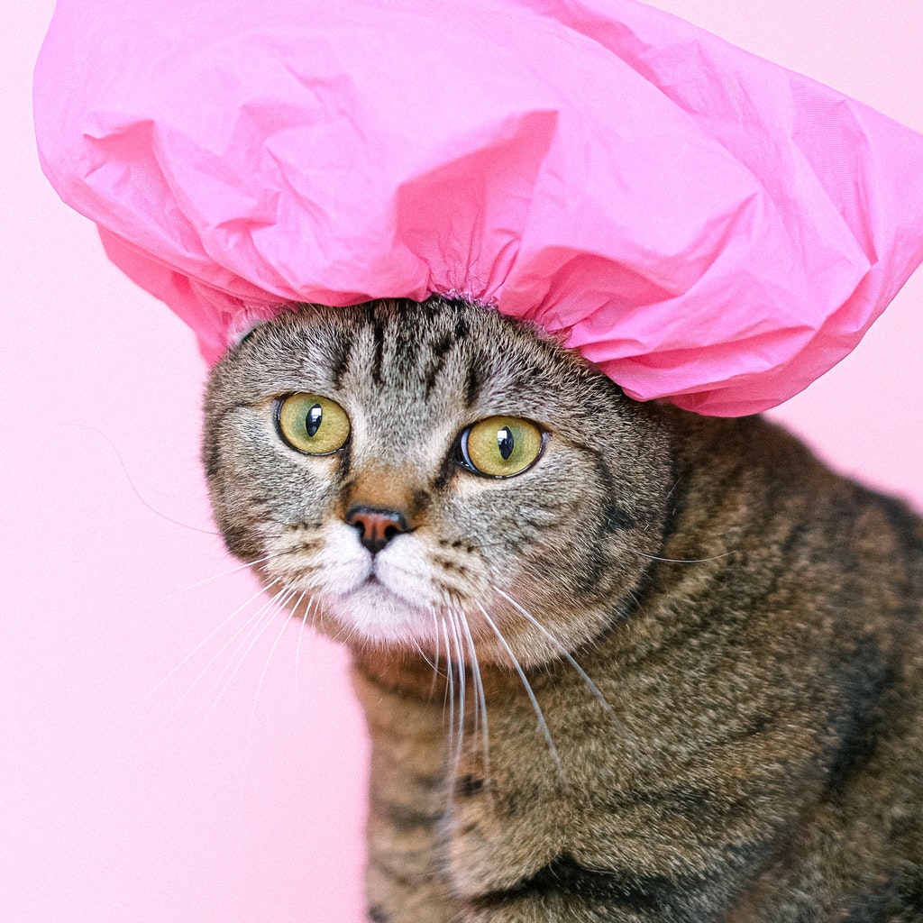 How do you teach your cat to use the toilet?