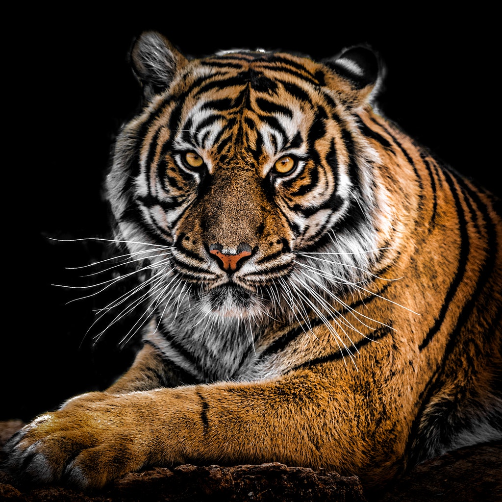 India: Hiker photographs black tiger for first time