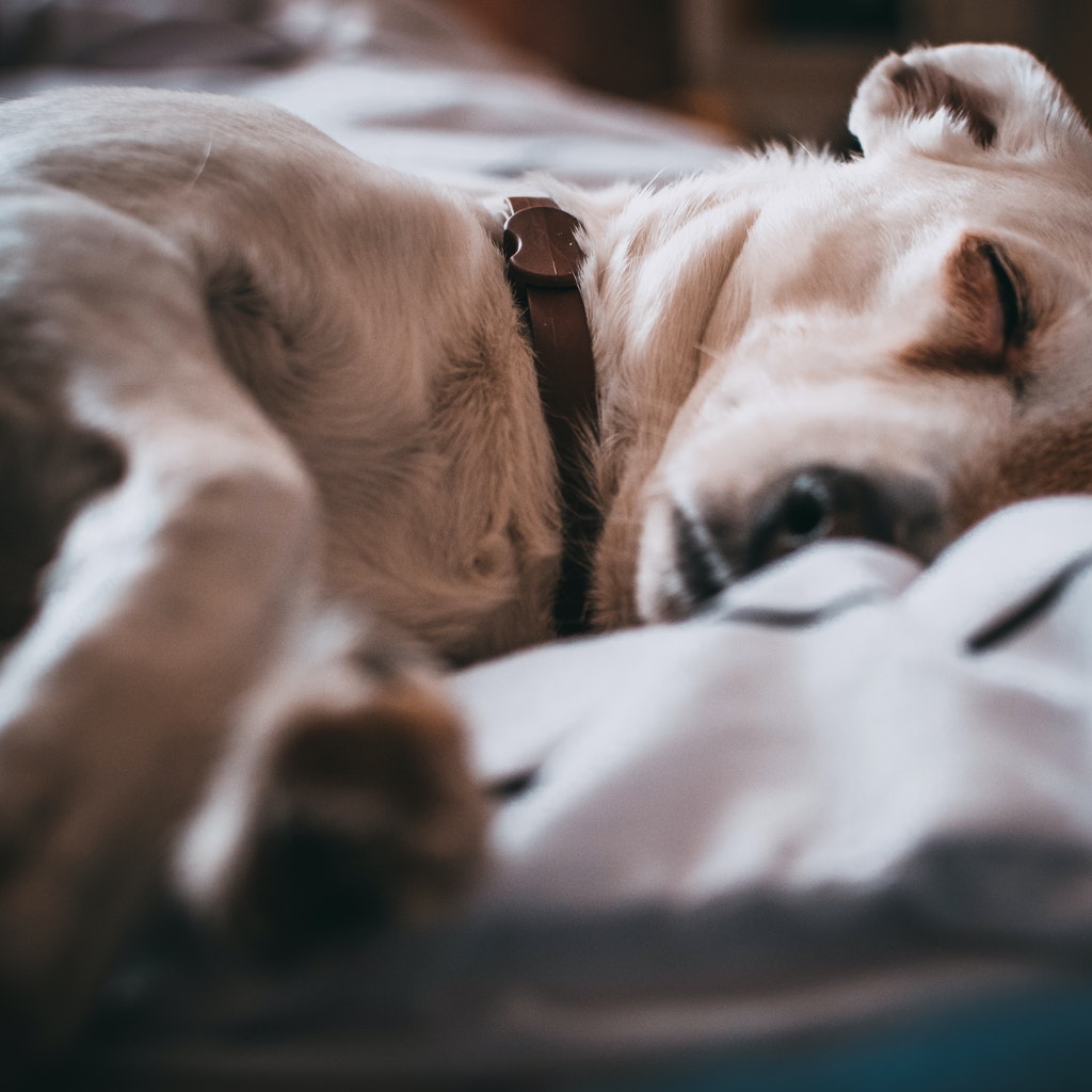 Dog tested positive at COVID-19 in Ontario